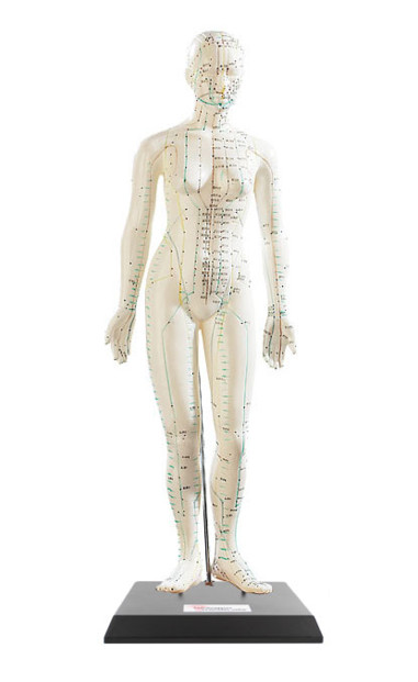 Modèle d'acupuncture 45 cm - Femme Newgen Medicals. Indication des points 