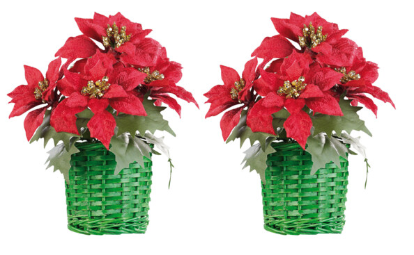 2 compositions florales de Noël avec poinsettias et panier tissé