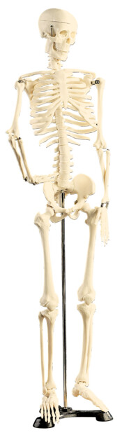 Squelette articulé 85 CM