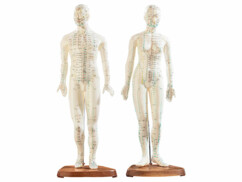 2 mannequins d’acupuncture (homme/femme)