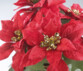 2 compositions florales de Noël avec poinsettias et panier tissé