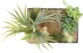 3 tableaux végétaux avec cadre - Herbacées - 30 x 20 cm