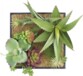 Tableau végétal avec cadre - Succulentes - 20 x 20 cm