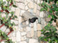 Mise en situation de la fausse caméra de surveillance VisorTech fixée à un mur de pierre extérieur entre deux plantes grimpantes