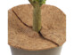 Deux moitiés d'une natte en fibre de coco antigel posées autour du tronc d'un arbuste planté dans un pot rond