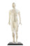 Mannequin avec points d'acupuncture, modèle homme, de la marque Newgen Medicals