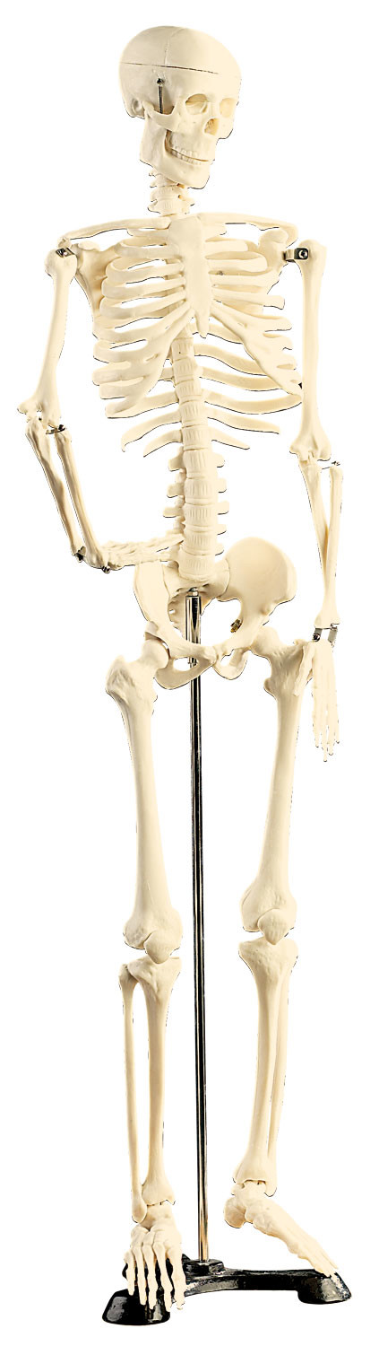 FHUILI Mini Squelette Humain Modèle - Squelette Humain - Modèle D